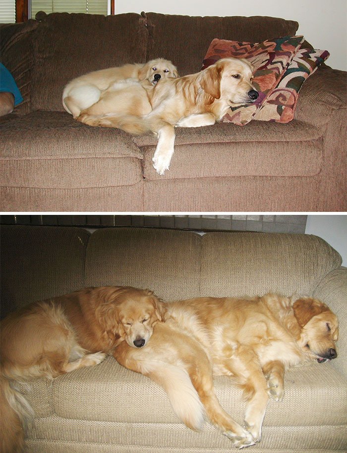 then and now pics of animals