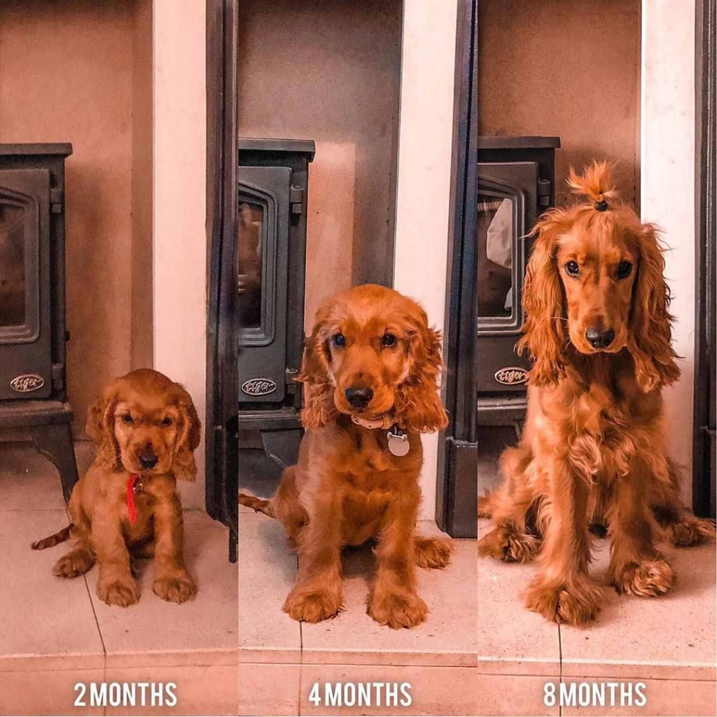 Before and After Pictures of dogs