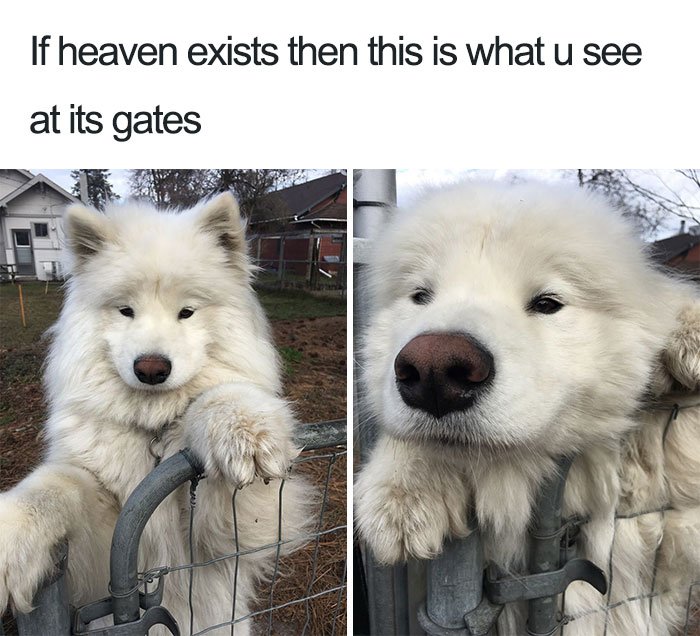 beautiful memes of dogs