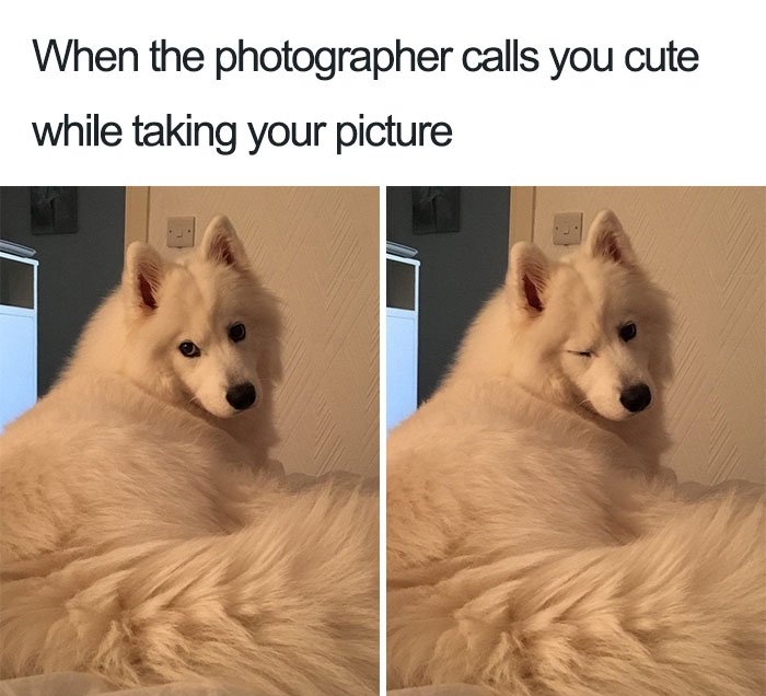 beautiful memes of dogs