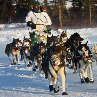 Best Dog Sledding Movies