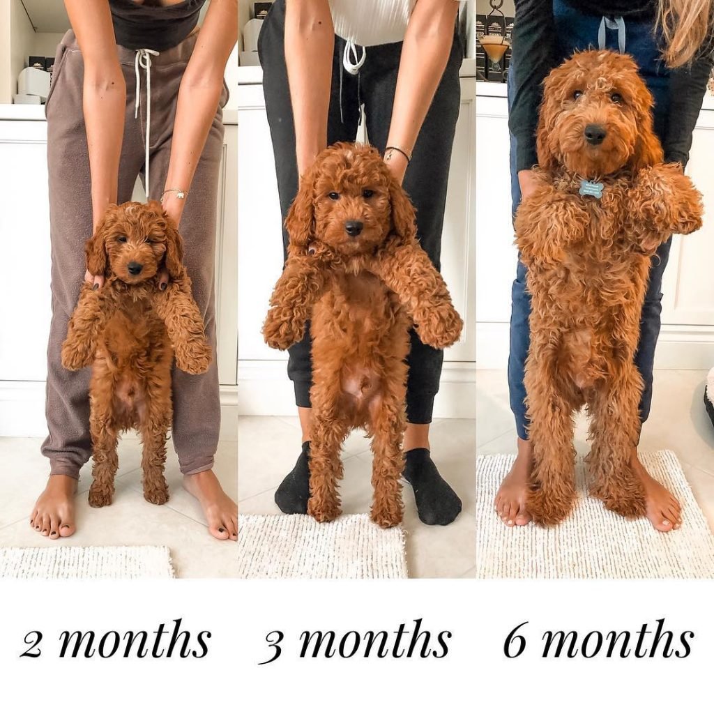 Before and after pictures of dogs
