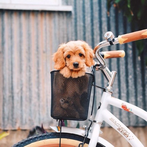 Dogs In Bike Baskets