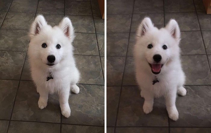 Before & After Being Called A Good Boy