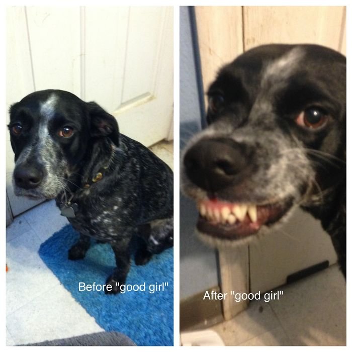 Before & After Being Called A Good Boy