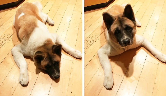 Before & After Being Called A Good Boy