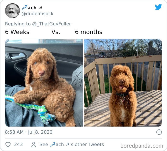 Dogs as puppies vs what they look now