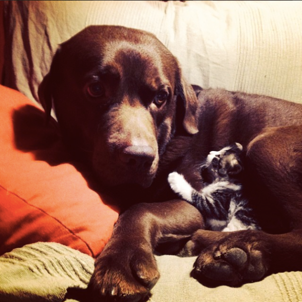 dogs sleeping with cats