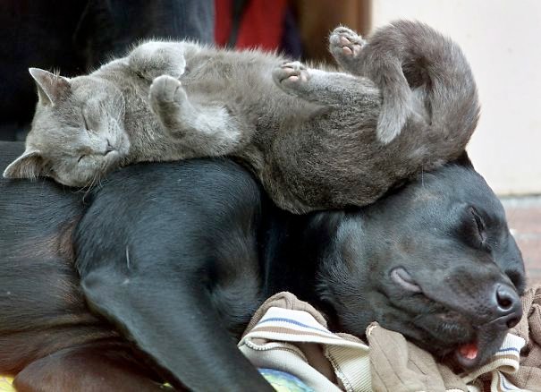 cats sleeping on dogs