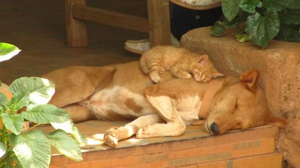 animals love sleeping with each other