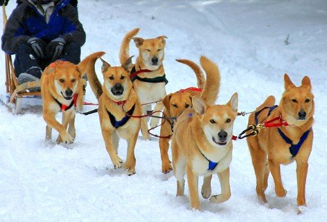 Service dogs