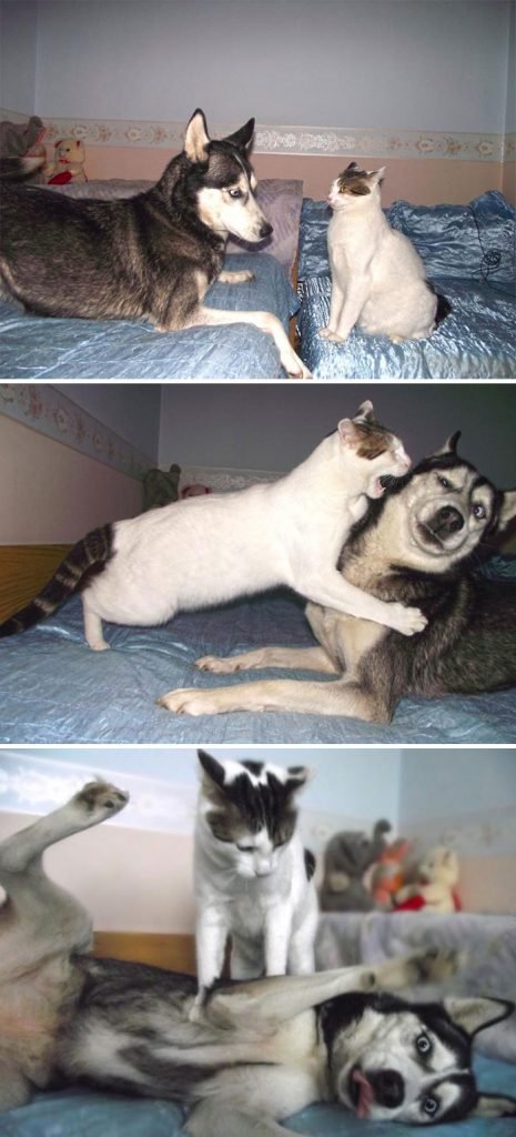 Huskies Are The Weirdest Dogs