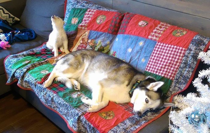 weird huskies