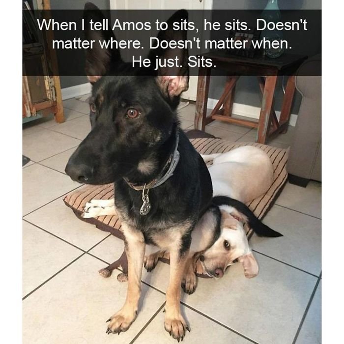 memes of dogs to brighten your day