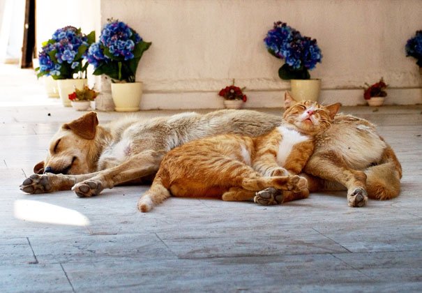 pets sleeping together