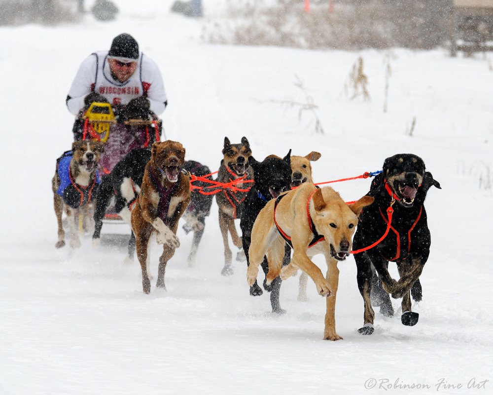 Sled Dog Breeds