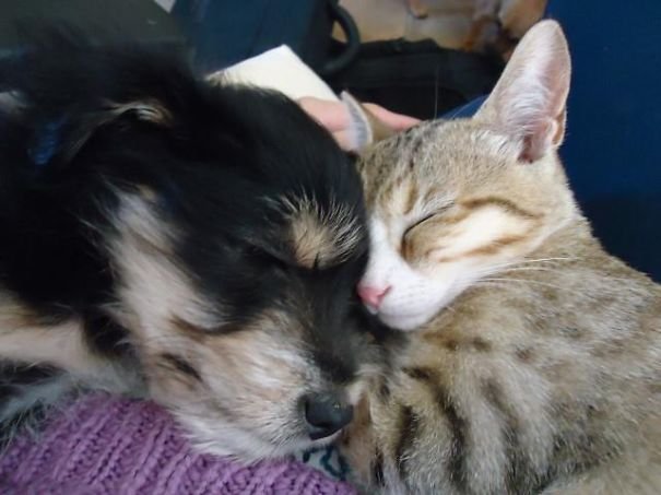 pets sleeping together