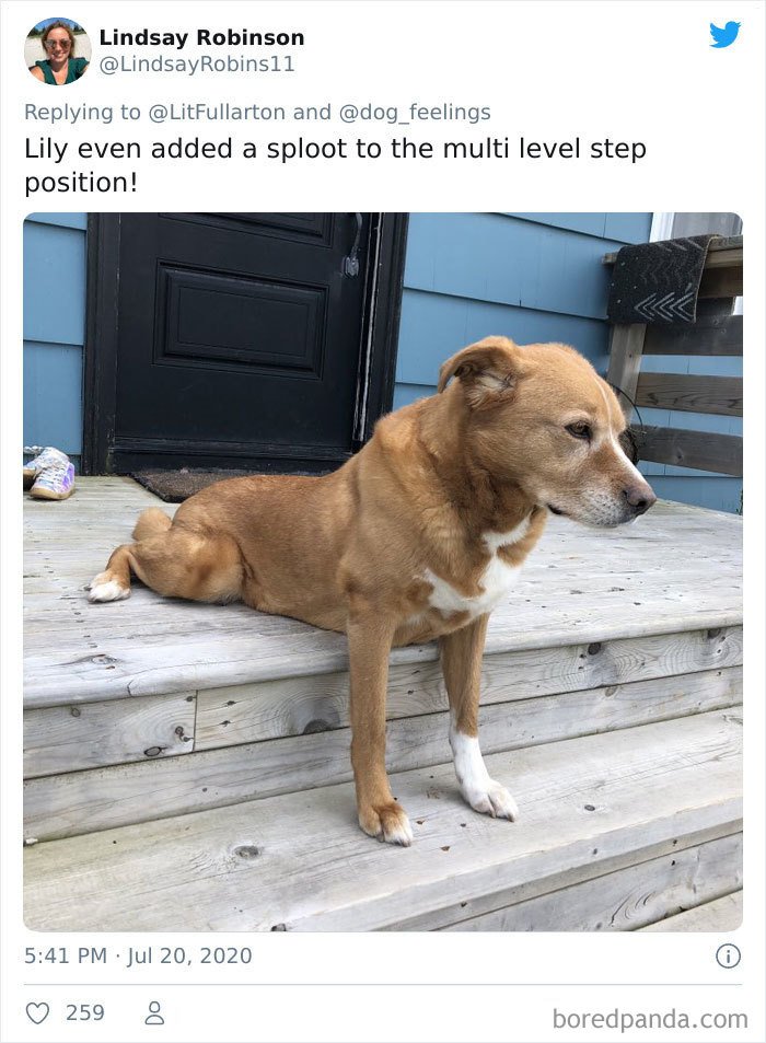 dogs doing the rarest sit