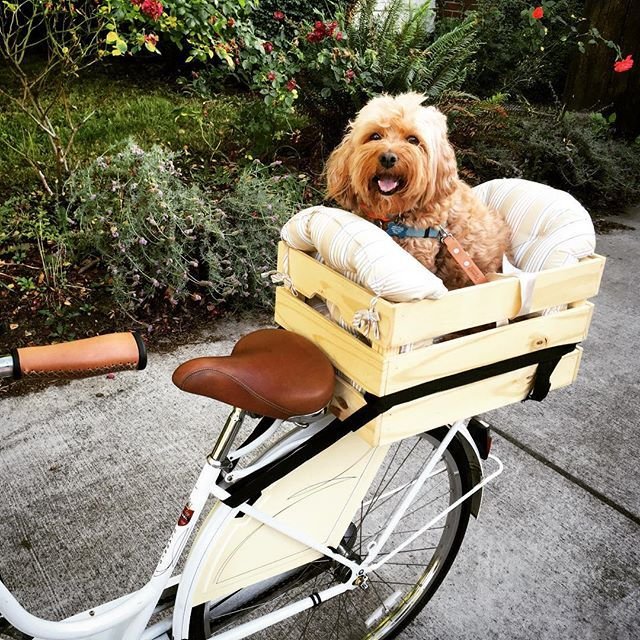 Dogs In Bike Baskets