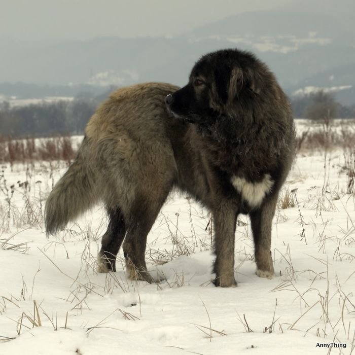 special fur marks