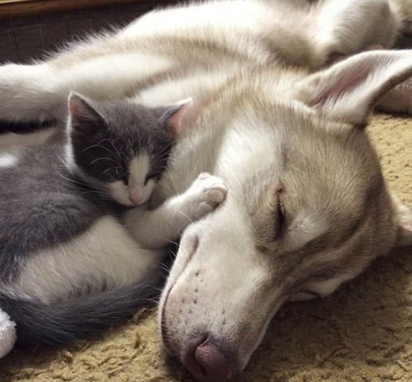 pets sleeping together