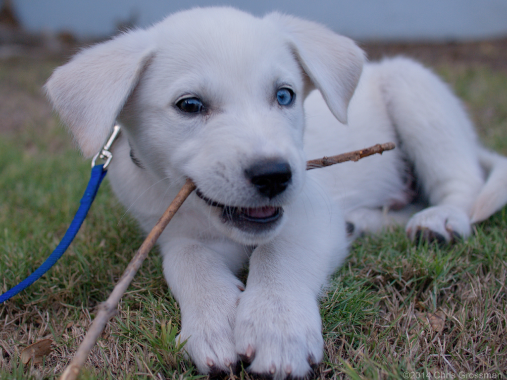 Husky-Golden Retriever mix