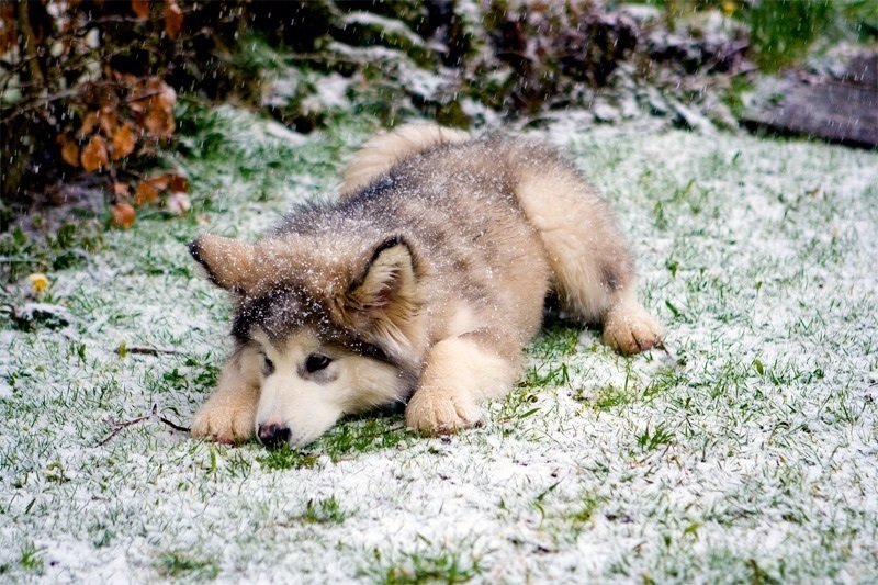 Puppies Exploring Snow