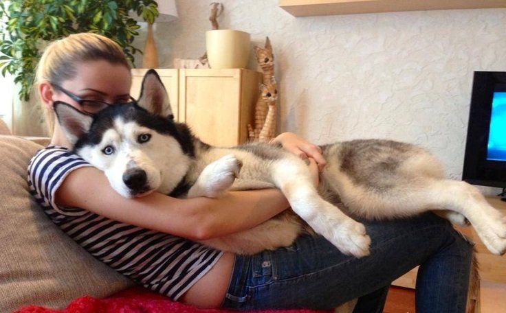 Dogs Hugging Their Humans