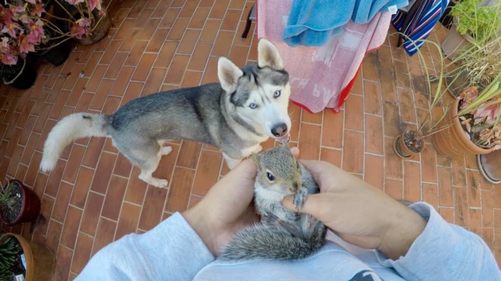 husky loves squirrel