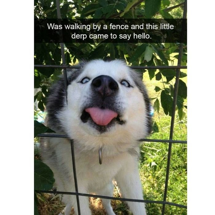 memes of dogs to brighten your day