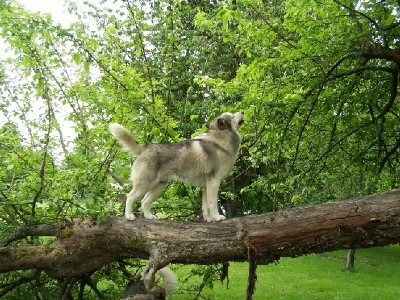 husky in nature