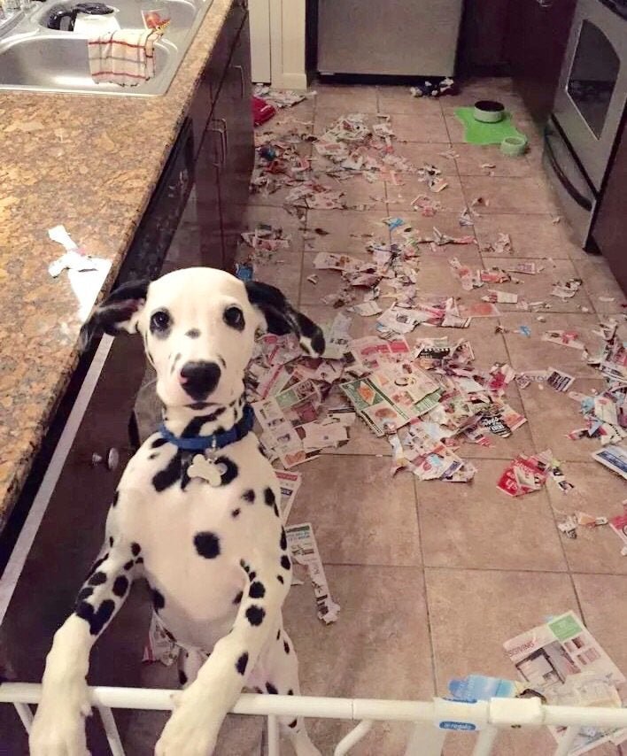 Funny pictures of 'innocent' dogs