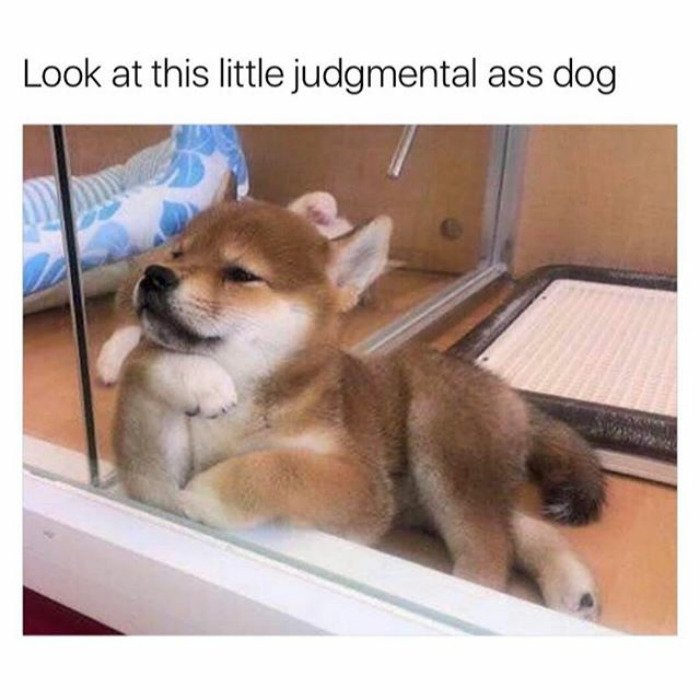 beautiful memes of dogs