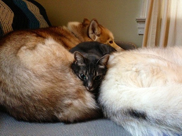 pets sleeping together