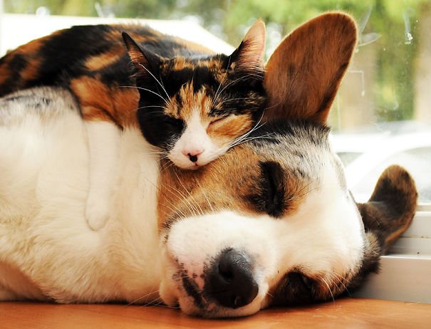 duo dog-cat