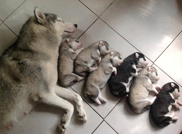 Newborn puppies