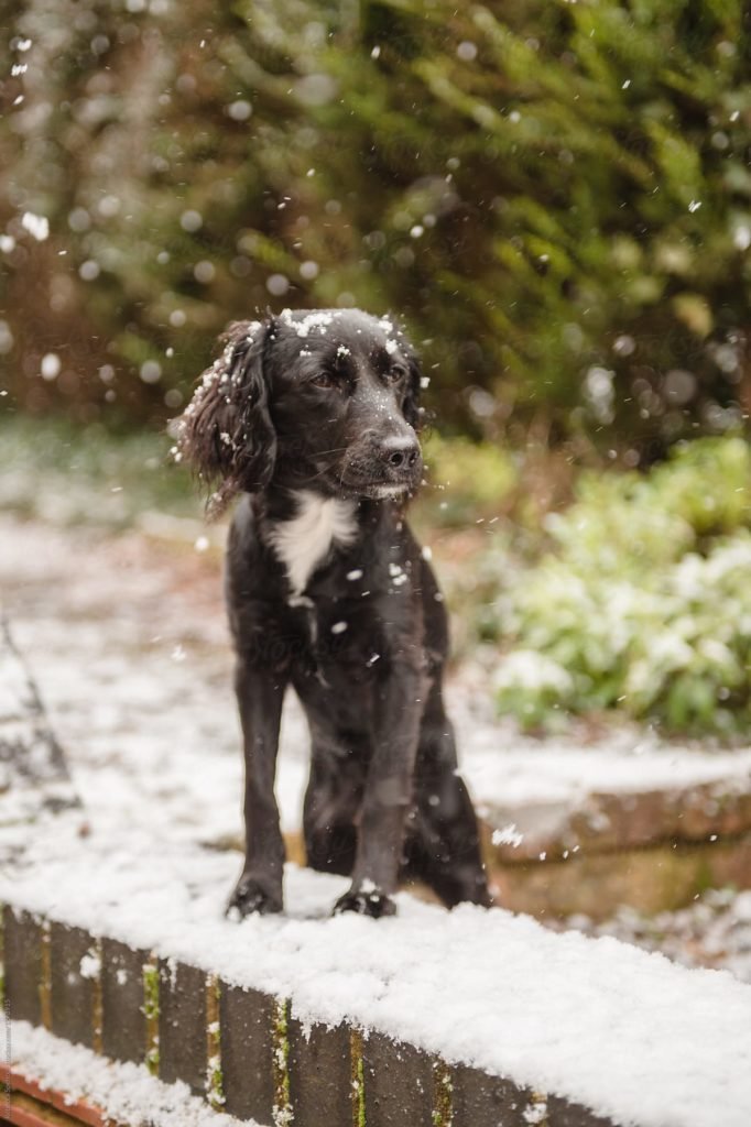 dog watching snow