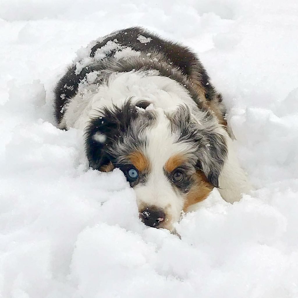 Puppies Exploring Snow