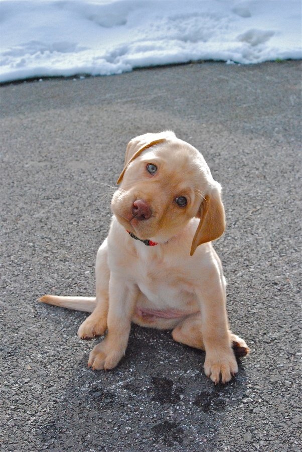 Dogs performing Head-Tilting Skills