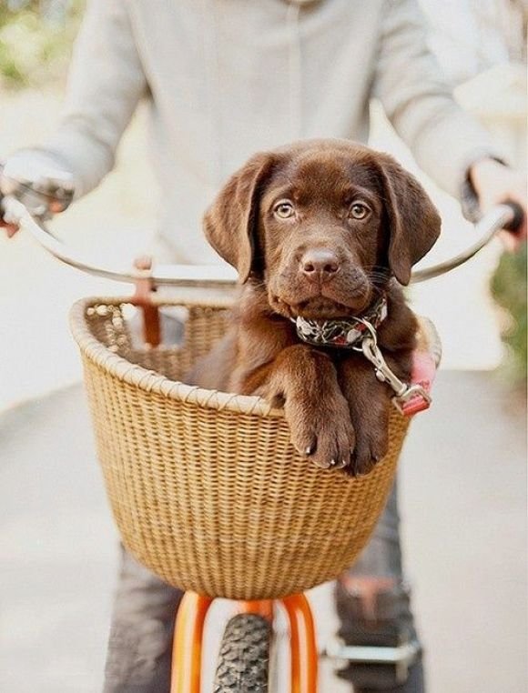 Dogs In Bike Baskets