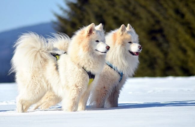 Siberian Husky And Samoyed Differences