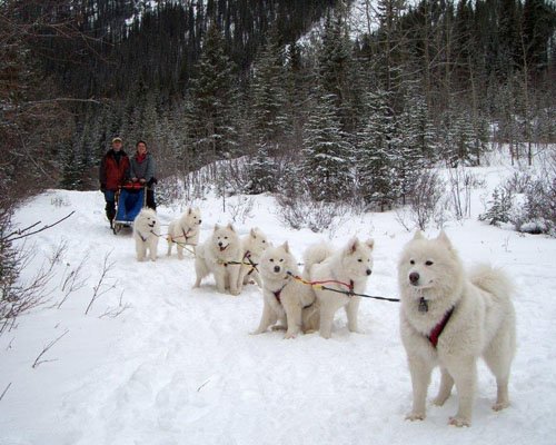 Service dogs