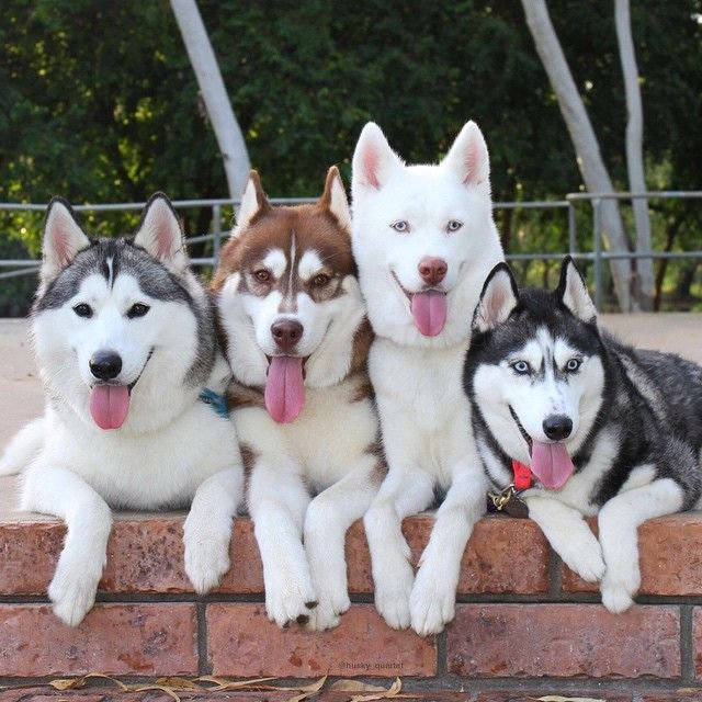 Siberian Husky And Samoyed Differences