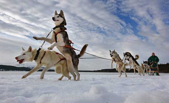 
Sled Dog Breeds