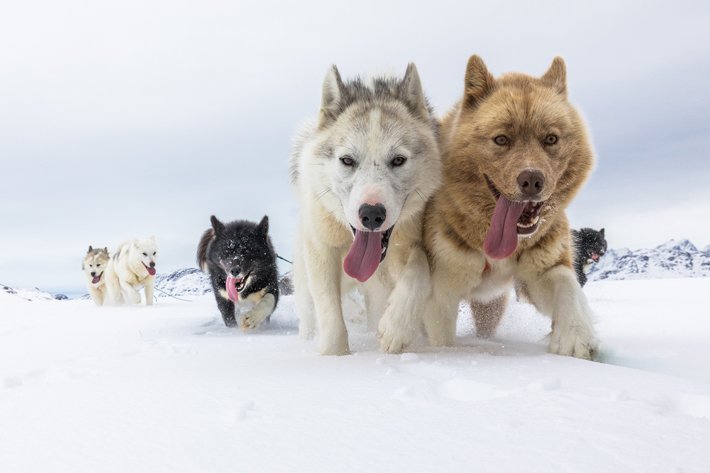 Sled Dog Breeds