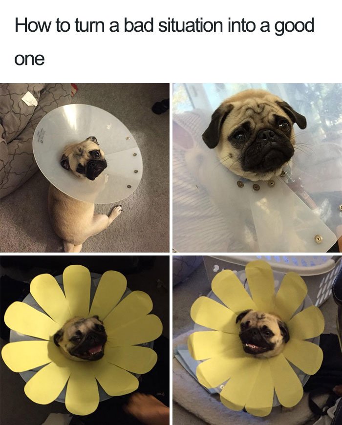 beautiful memes of dogs