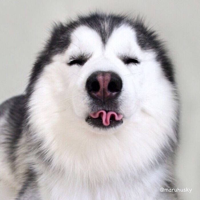 Huskies Are The Weirdest Dogs