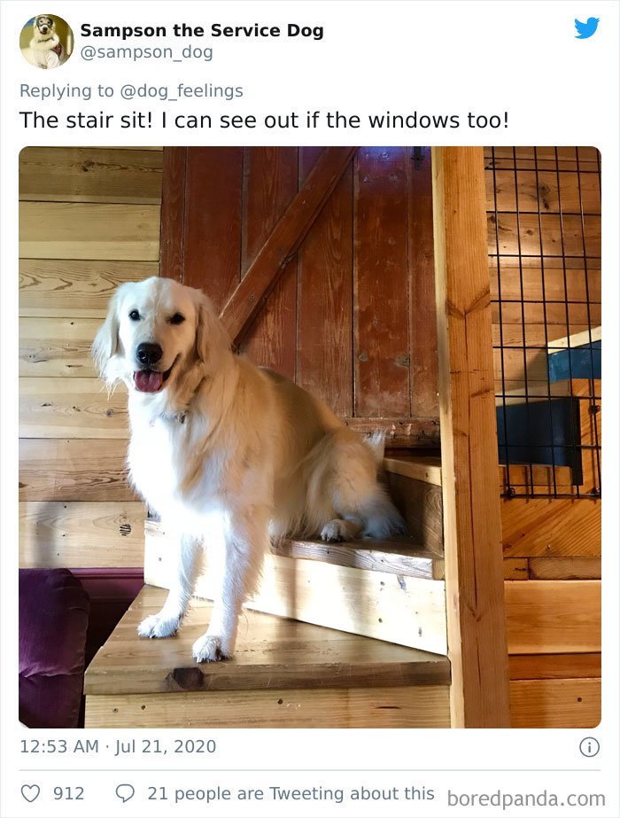 dogs doing the rarest sit