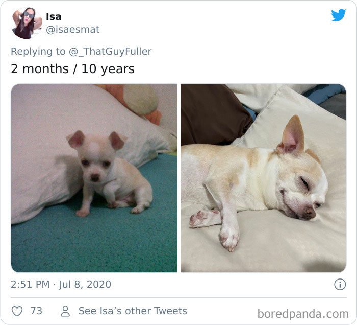 Dogs as puppies vs what they look now