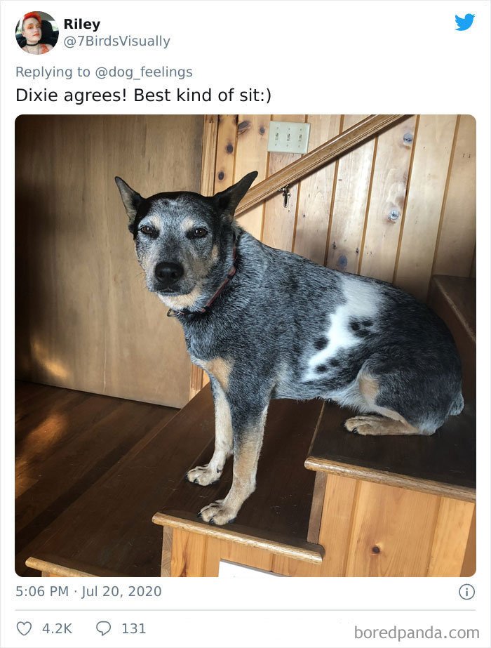 dogs doing the rarest sit